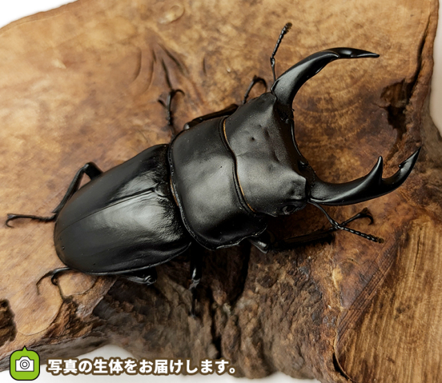 国産オオクワガタ　山形県産　販売　通販　専門店　購入