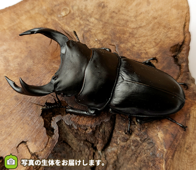 国産オオクワガタ　山形県産　販売　通販　専門店　購入