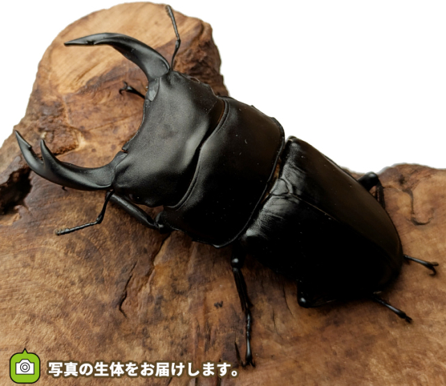 国産オオクワガタ　山形県産　販売　通販　専門店　購入