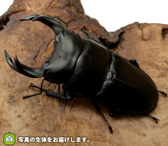 国産オオクワガタ　山形県産　販売　通販　専門店　購入