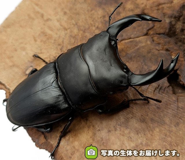 国産オオクワガタ　山形県産　販売　通販　専門店　購入