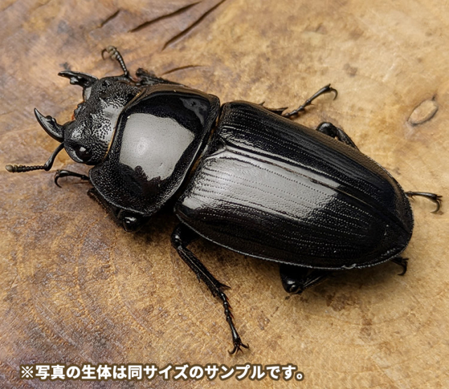 国産オオクワガタ　福島県只見町産　メス単品　販売　通販　専門店　購入　ビートルファーム