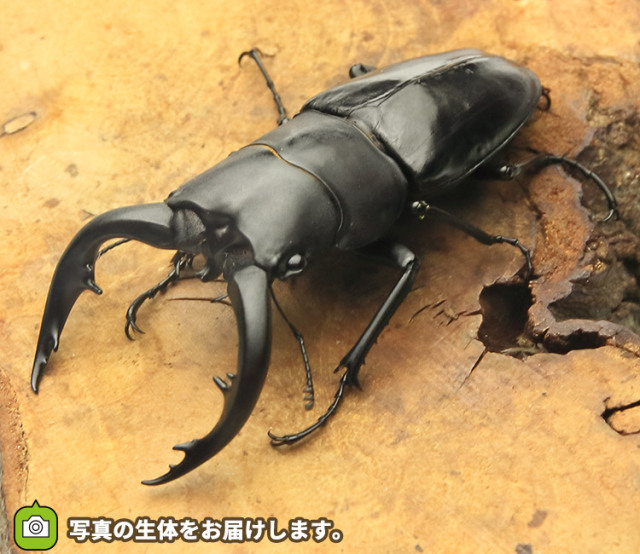 アマミノコギリクワガタ　販売　通販　専門店　購入