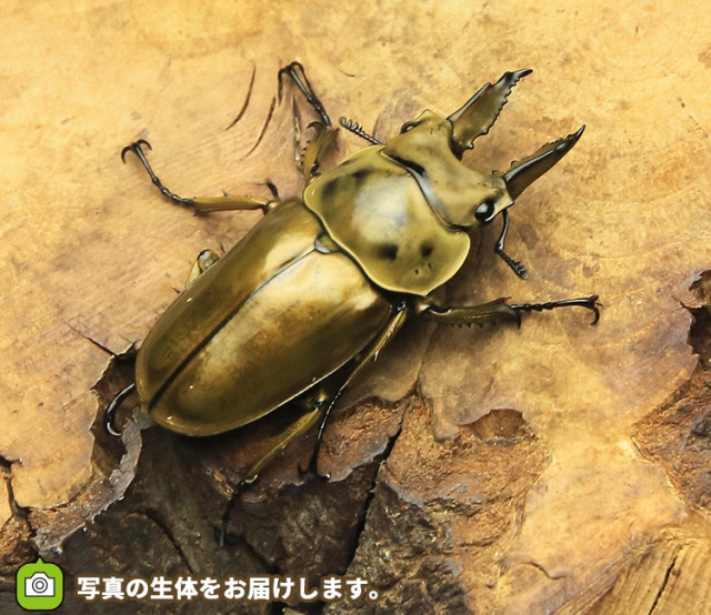 ババオウゴンオニクワガタ　販売　通販　専門店　購入