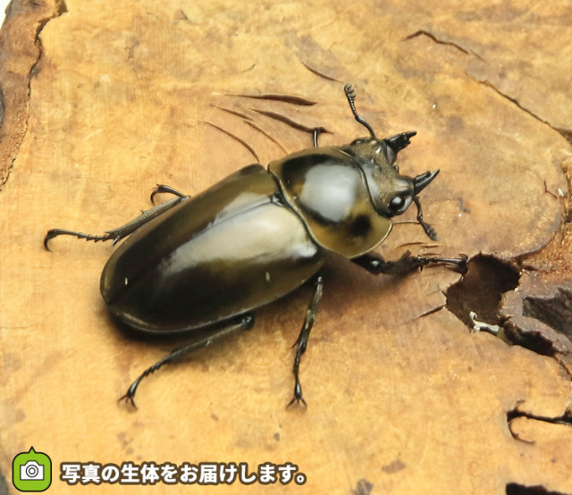 ババオウゴンオニクワガタ　販売　通販　専門店　購入