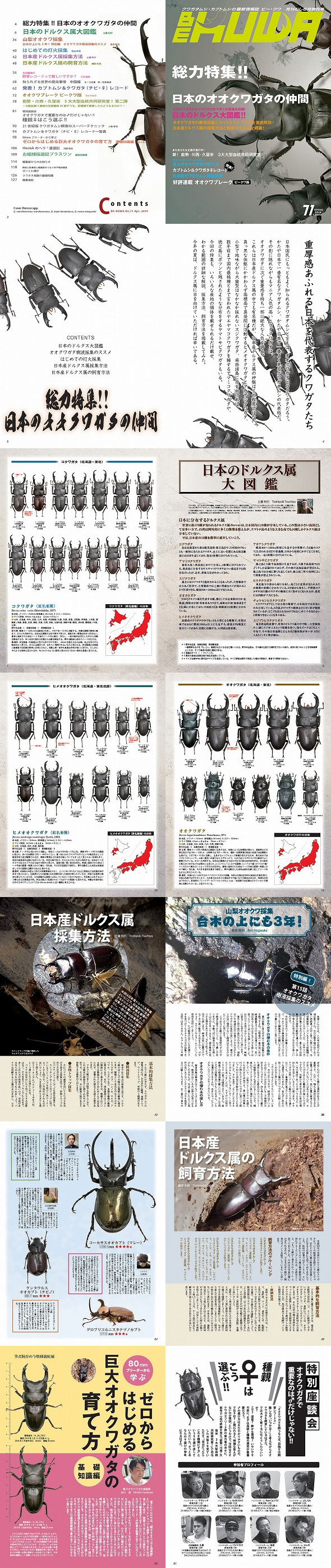 BE・KUWA71号 総力特集!! 日本のオオクワガタの仲間