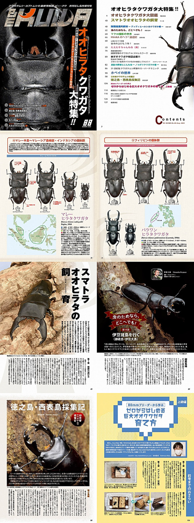 BE・KUWA88号オオヒラタクワガタ 大特集