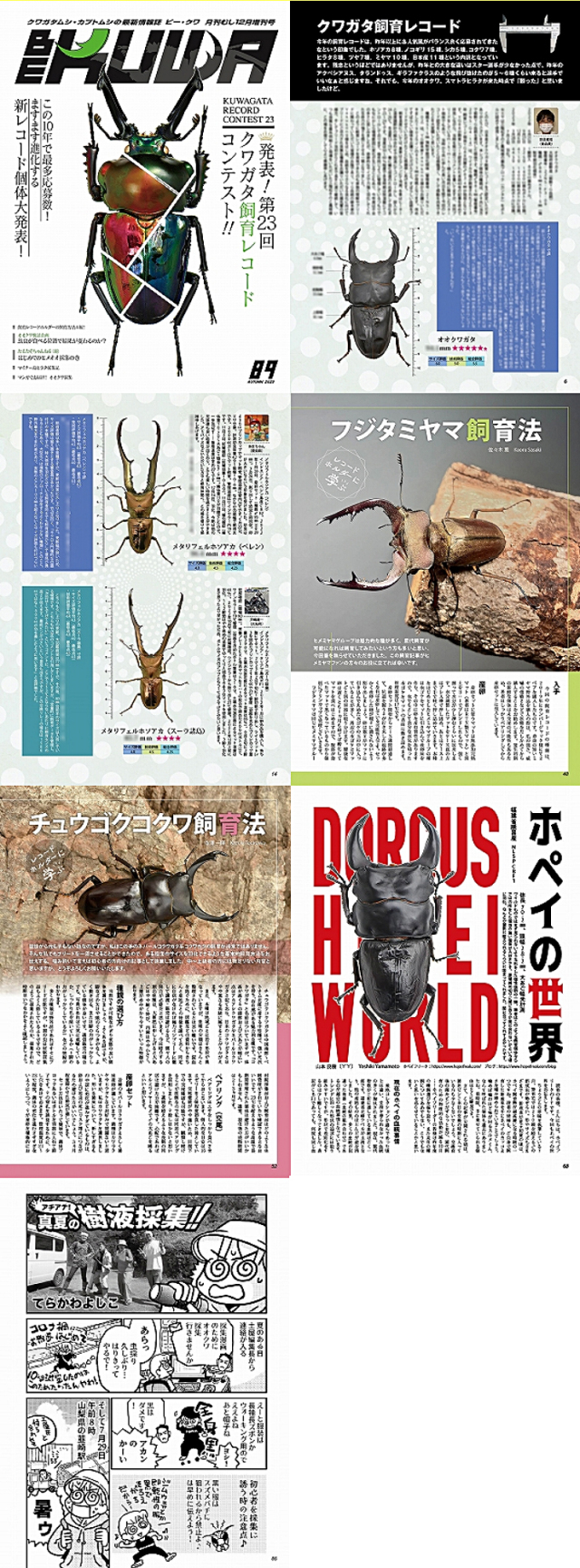 BE-KUWA No.89 第23回　クワガタ飼育コンテスト