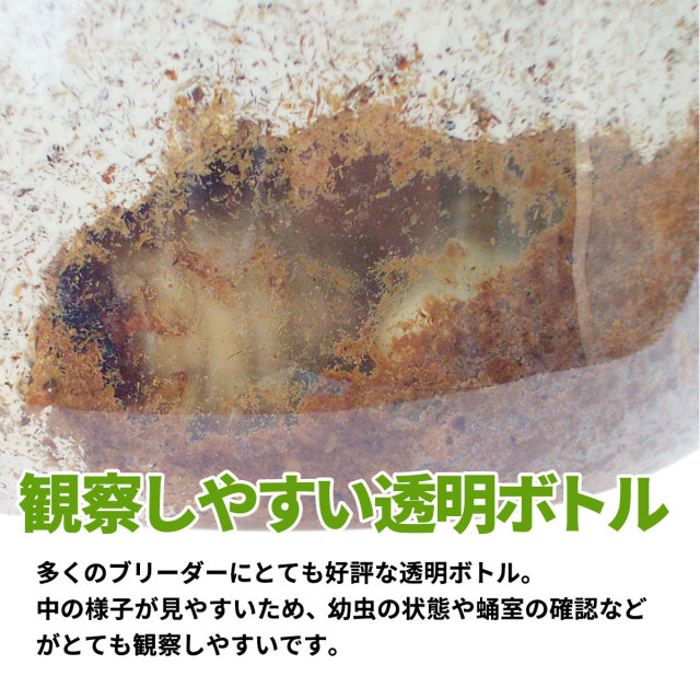 極上！黒アワビタケ菌糸瓶【12本】初令、2令に最適なサイズ！ニジイロクワガタに！ 楽天市場】むしや本舗 ニジイロクワガタ 1令〜2令幼虫3頭+新鮮な