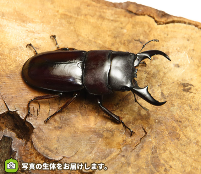 ダイトウヒラタクワガタ 販売│ビートルファーム