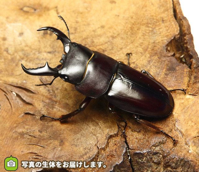 ダイトウヒラタクワガタ 標本 ダイトウヒラタクワガタ 販売│ビートルファーム