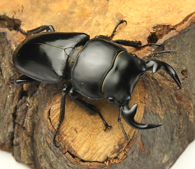 グランディスオオクワガタの販売・通販│ビートルファーム