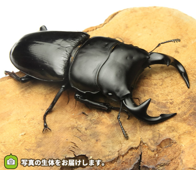 グランディスオオクワガタ♂77㎜♀3