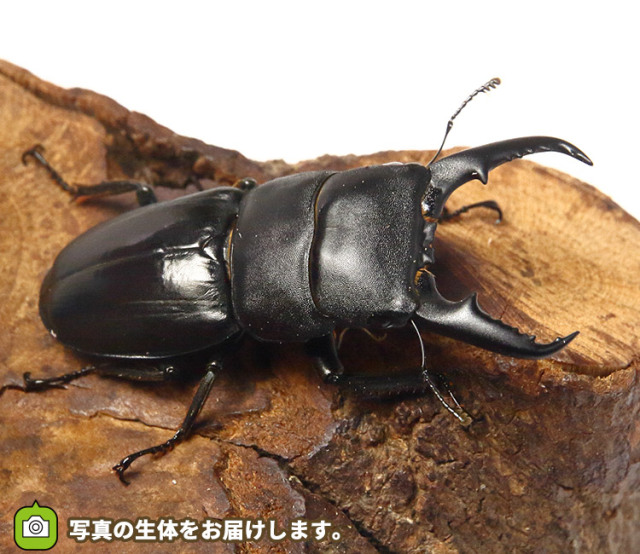 本土ヒラタクワガタ　埼玉県産　販売　通販　専門店　購入