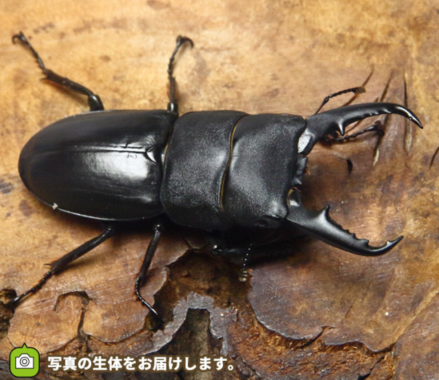 本土ヒラタクワガタ 販売│ビートルファーム