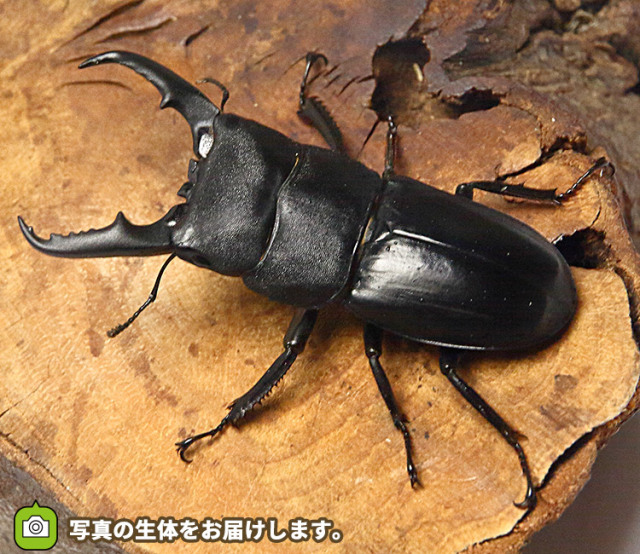 本土ヒラタクワガタ♂70mmペア 新成虫 : オオクワ京都昆虫館