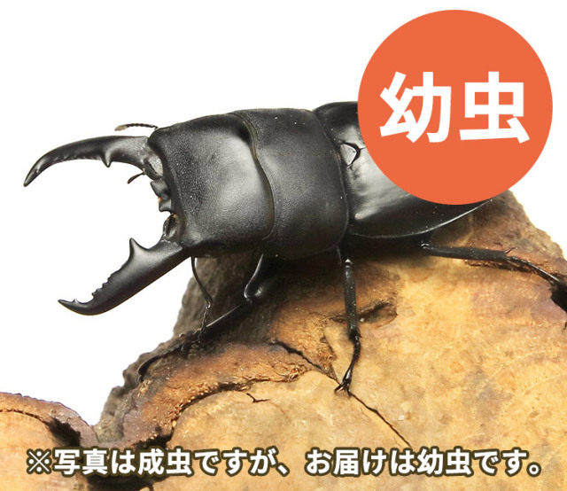 本土ヒラタクワガタ幼虫の販売 ビートルファーム 本土ヒラタクワガタ幼虫の販売 ビートルファーム