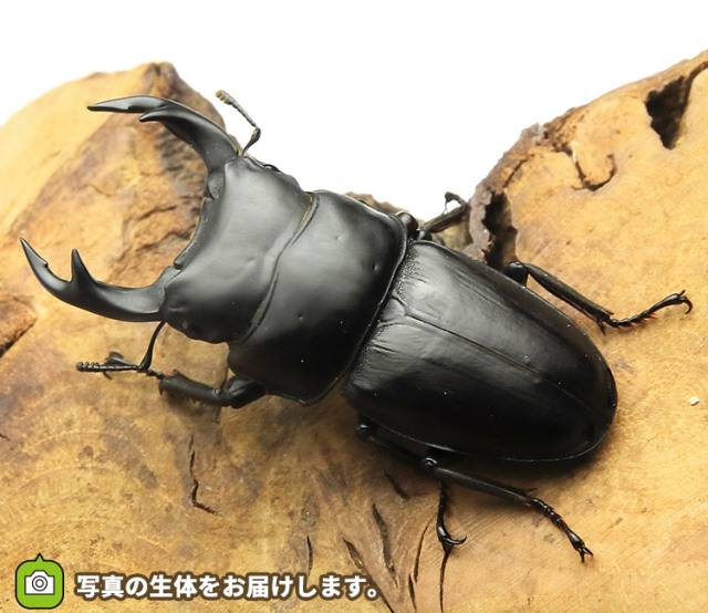 国産オオクワガタ秋田県産ペア販売 ビートルファーム