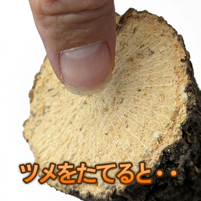 クヌギ　柔らかめ　産卵木　販売　通販　専門店　購入　ビートルファーム