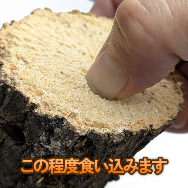 クヌギ　柔らかめ　産卵木　販売　通販　専門店　購入　ビートルファーム