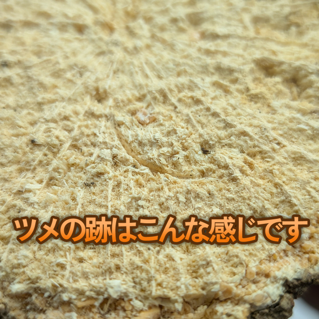 クヌギ　柔らかめ　産卵木　販売　通販　専門店　購入　ビートルファーム