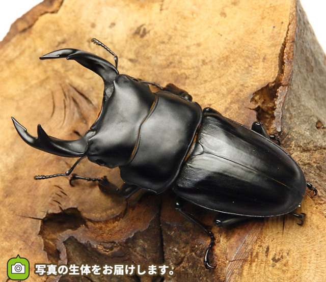 岩手県産天然オオクワガタ♂56mm♀38mm