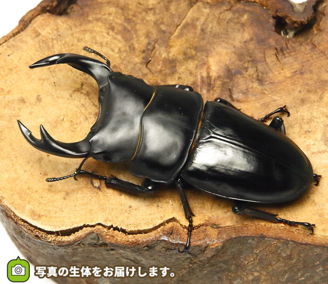 【ペア】タカネヒカゲ（岐阜県） 静岡県産 天然オオクワガタ ペア街頭採取