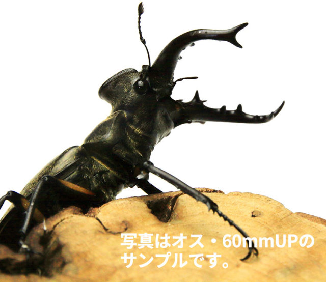 ミヤマクワガタ