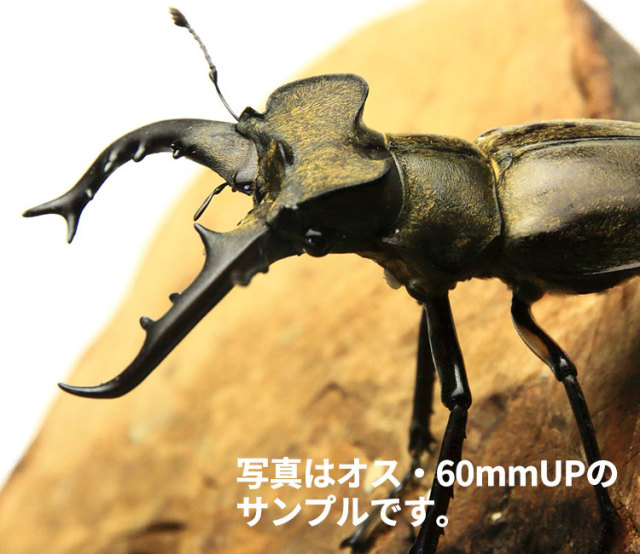 天然ミヤマクワガタ 東北産 WD オス60mmUP・メス フリーサイズペア