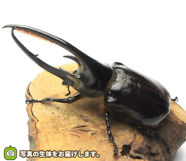 ネプチューンオオカブト 販売│ビートルファーム