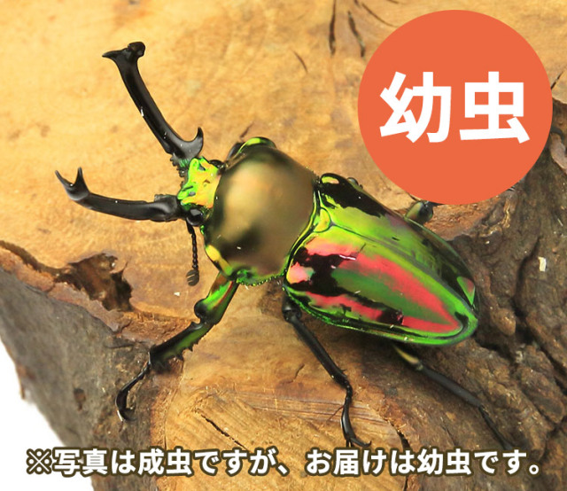 ニジイロクワガタ幼虫　販売　通販　専門店　購入