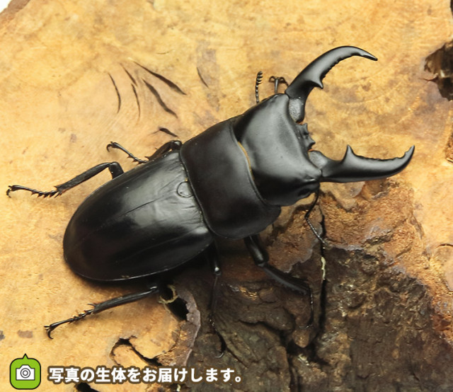 オキナワヒラタクワガタ 販売│ビートルファーム