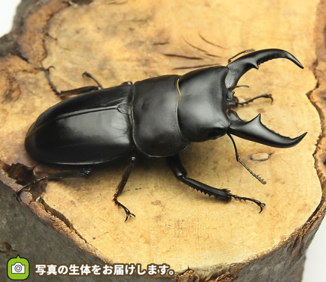 世界のクワガタ、コガネ、カブト専門AtoZ