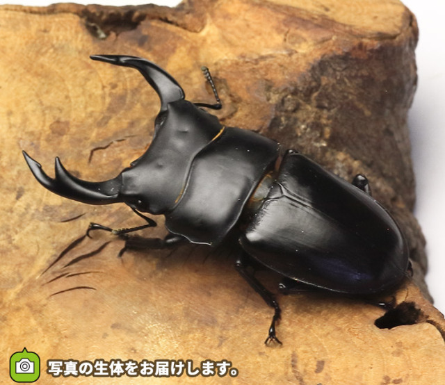 国産オオクワガタ大阪府産 販売 ビートルファーム 国産オオクワガタ大阪府産 販売 ビートルファーム
