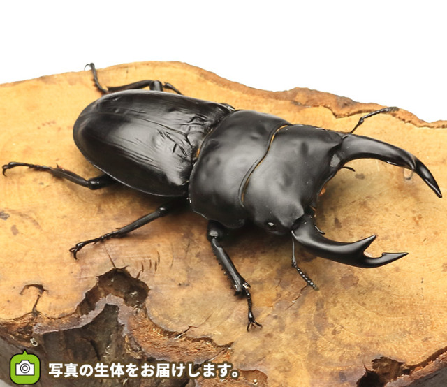 国産オオクワガタ大阪府産 販売 ビートルファーム 国産オオクワガタ大阪府産 販売 ビートルファーム