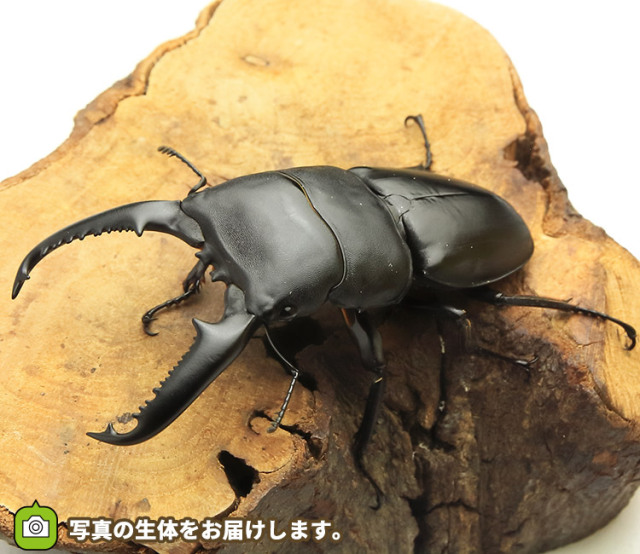 パラワンオオヒラタ ビートルファーム