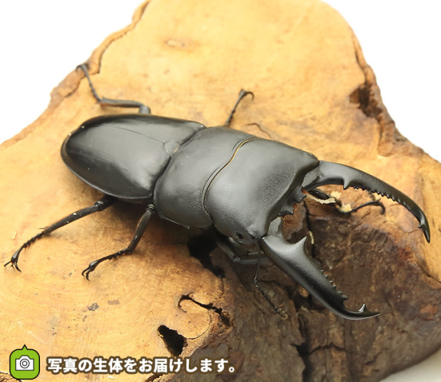 パラワンオオヒラタ ビートルファーム