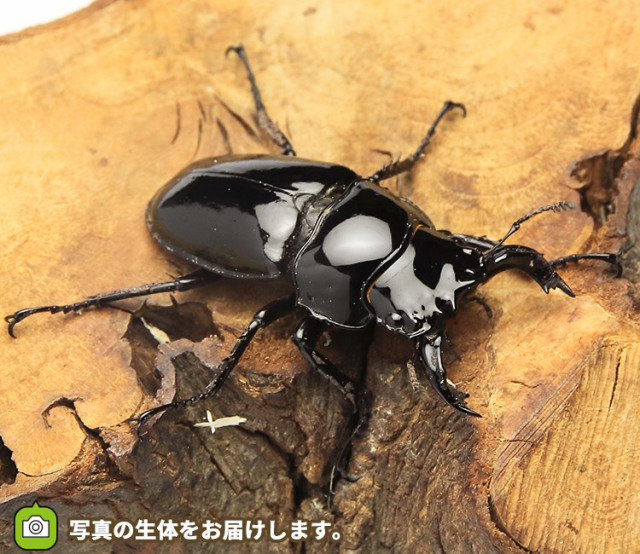レギウス　販売　通販　専門店　購入