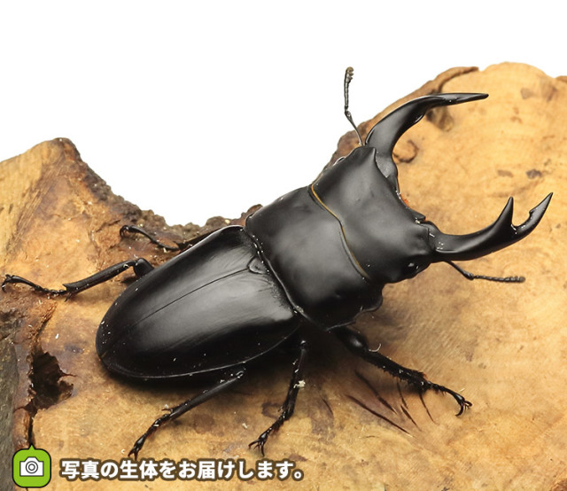 国産オオクワガタ　佐賀県神埼産　販売　通販　専門店　購入