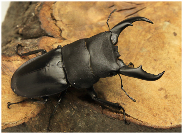 サキシマヒラタクワガタ　販売　ビートルファーム