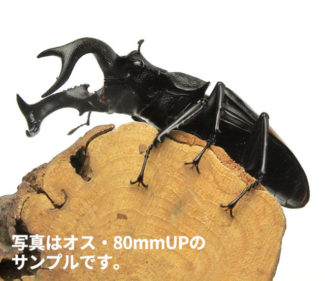 セアカフタマタクワガタ