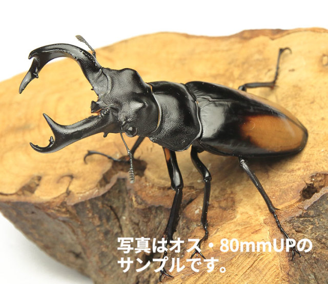 セアカフタマタクワガタ スマトラ産 WD オス80mmUP・メス フリーサイズペア