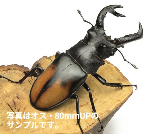 セアカフタマタクワガタ スマトラ産 WD オス80mmUP・メス フリーサイズペア