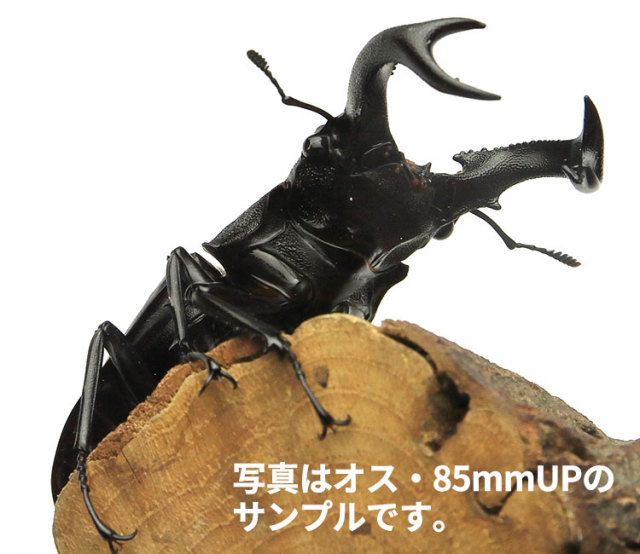 クワガタ セアカフタマタクワガタ WD ペア | もりくわ☀︎やまめだか