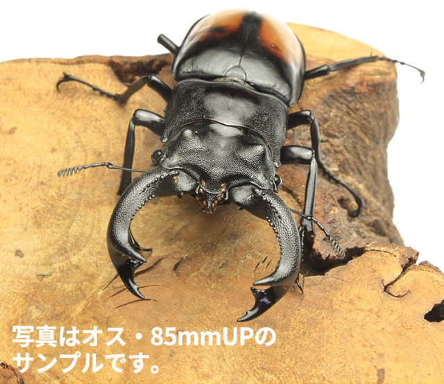 セアカフタマタクワガタ