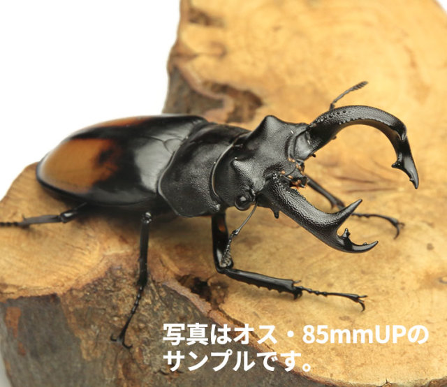 セアカフタマタクワガタ スマトラ産 WD オス85mmUP・メス