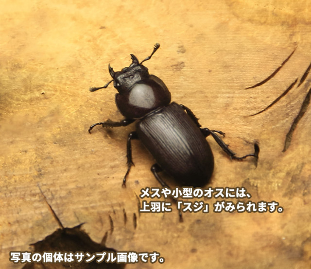 スジクワガタ　埼玉　販売　通販　専門店　購入