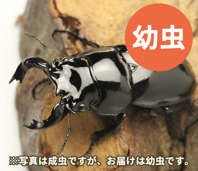 タランドス タランドゥス オオツヤクワガタ 幼虫 販売 ビートルファーム