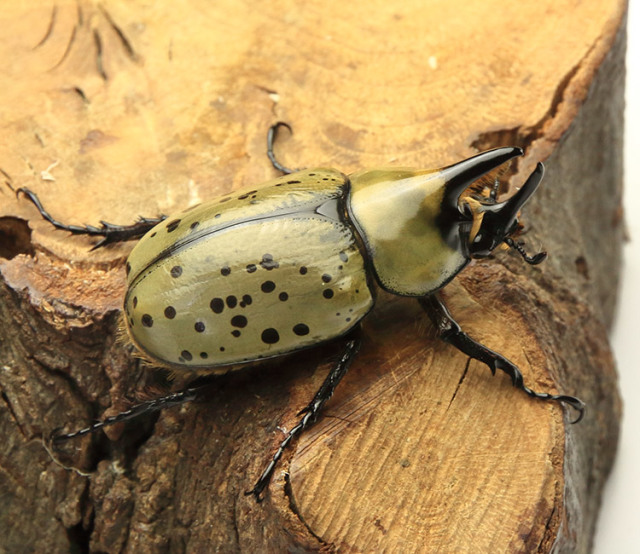 ティティウスシロカブト　販売　通販　購入　専門店