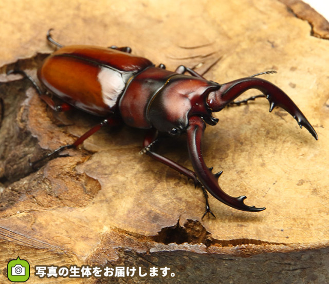 トカラノコギリクワガタ　販売　通販　専門店　購入